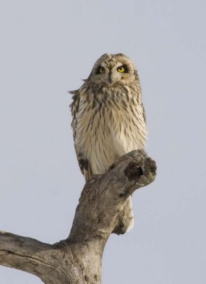 ShortEaredOwl168.jpg