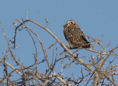 ShortEaredOwl176.jpg