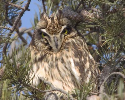 ShortEaredOwl179.jpg