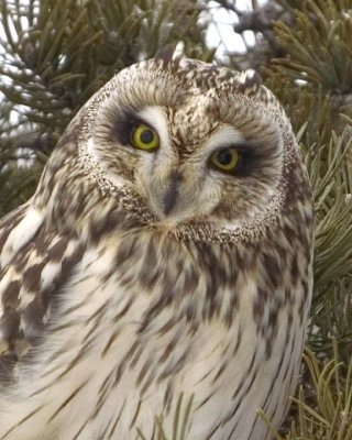 ShortEaredOwl180.jpg