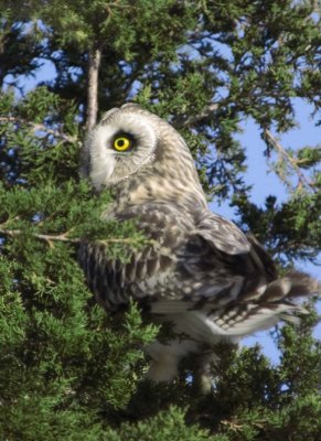 ShortEaredOwl191.jpg