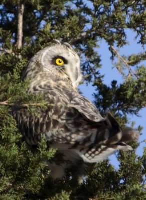 ShortEaredOwl192.jpg