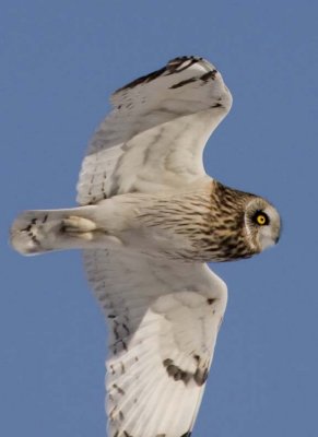 ShortEaredOwl195.jpg