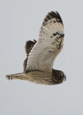 ShortEaredOwl196.jpg