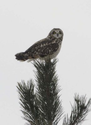 ShortEaredOwl197.jpg