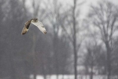 ShortEaredOwl200.jpg