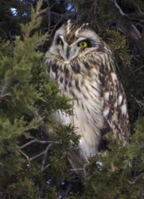 ShortEaredOwl201.jpg