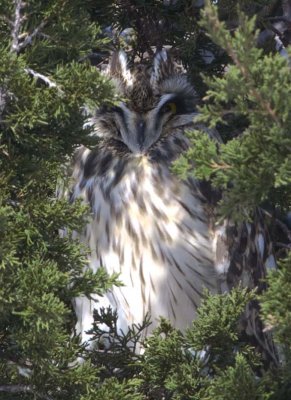 ShortEaredOwl203.jpg