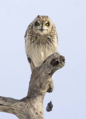 ShortEaredOwl205.jpg
