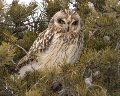 ShortEaredOwl48.jpg