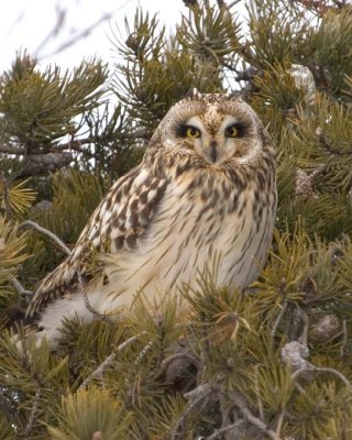 ShortEaredOwl49.jpg