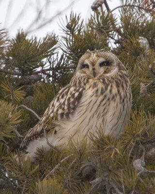 ShortEaredOwl57.jpg