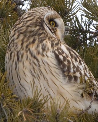 ShortEaredOwl71.jpg