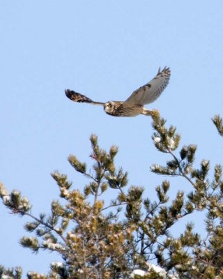 ShortEaredOwl78.jpg