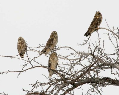 ShortEaredOwl79.jpg