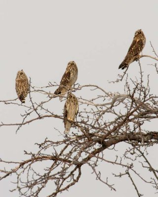 ShortEaredOwl82.jpg