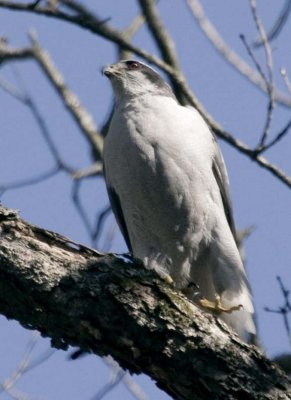NorthernGoshawk21.jpg
