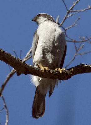 NorthernGoshawk22.jpg