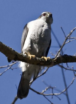 NorthernGoshawk26.jpg
