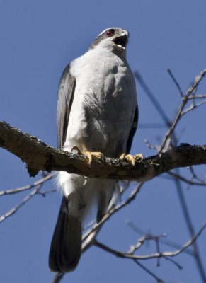 NorthernGoshawk29.jpg