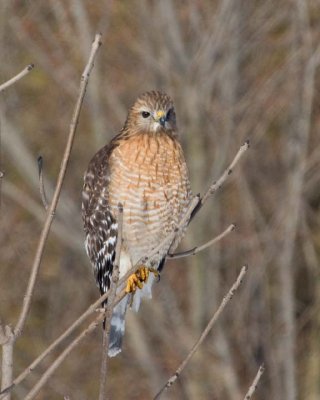 RedShoulderedHawk12.jpg