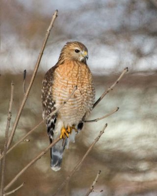 RedShoulderedHawk15.jpg