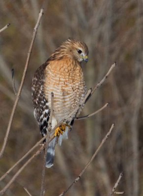 RedShoulderedHawk36.jpg