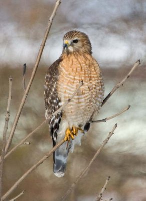 RedShoulderedHawk37.jpg
