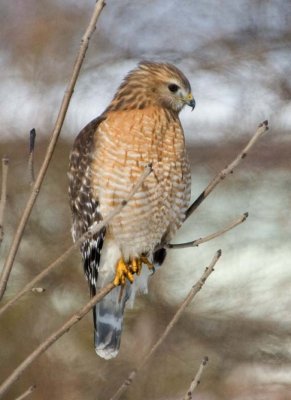 RedShoulderedHawk38.jpg