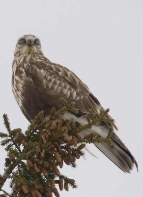 RoughLeggedHawk114R.jpg