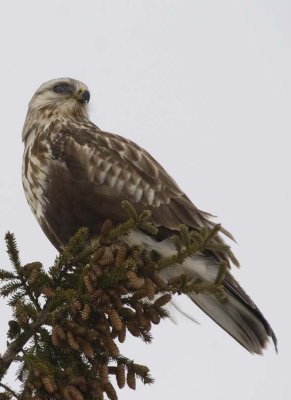 RoughLeggedHawk119.jpg