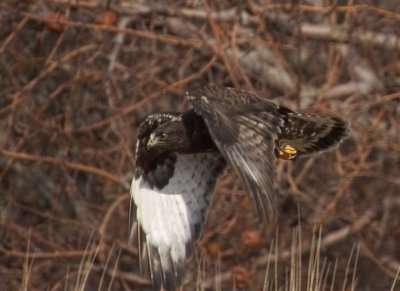 RoughLeggedHawk138.jpg