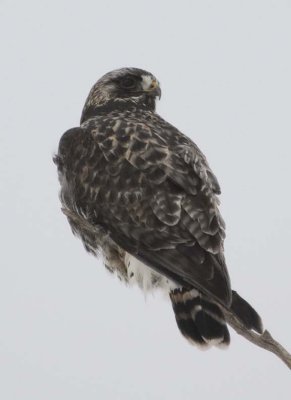 RoughLeggedHawk154.jpg