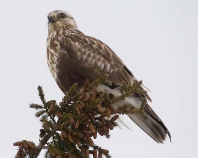 RoughLeggedHawk37R.jpg