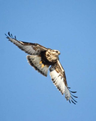 RoughLeggedHawk61R.jpg