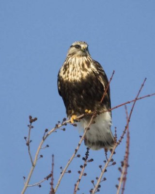 RoughLeggedHawk67.jpg