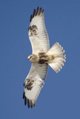 RoughLeggedHawk95R.jpg