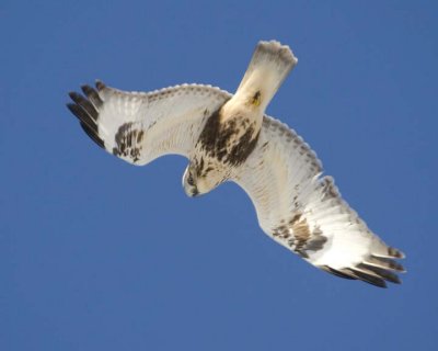 RoughLeggedHawk97R.jpg