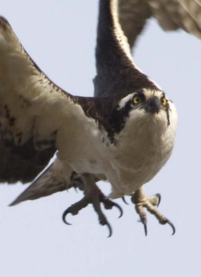 Osprey113.jpg