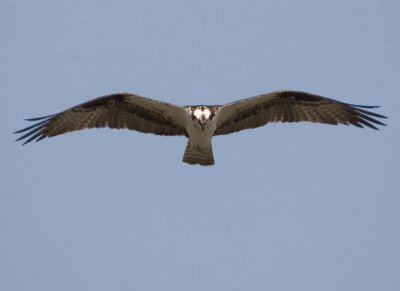 Osprey121.jpg