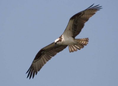 Osprey123.jpg