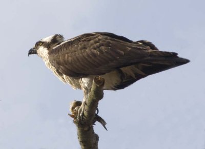 Osprey52.jpg