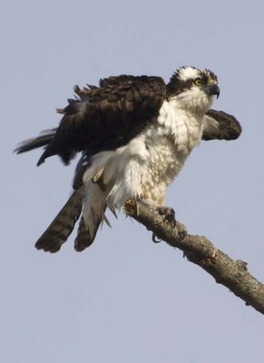 Osprey83.jpg