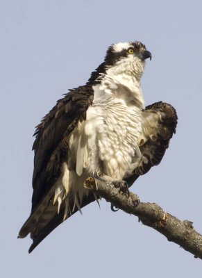 Osprey87.jpg