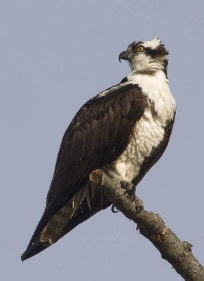 Osprey92.jpg