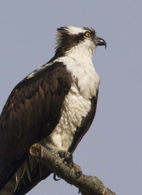 Osprey93.jpg
