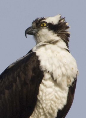 Osprey97.jpg
