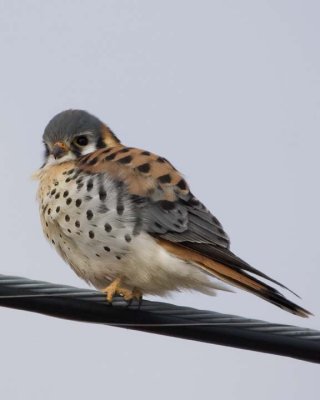 AmericanKestrel47.jpg