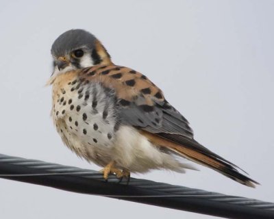 AmericanKestrel48.jpg