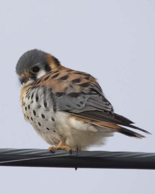 AmericanKestrel49.jpg